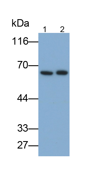 Polyclonal Antibody to Heat Shock Protein 60 (Hsp60)