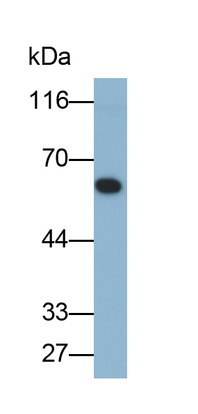 PAA822Mu01.jpg