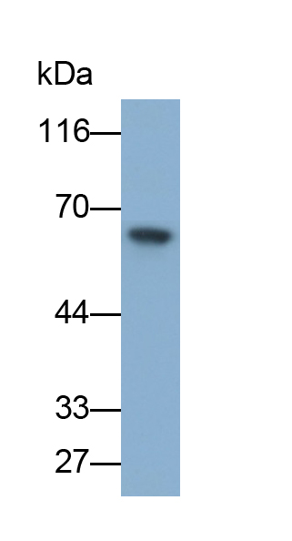 Polyclonal Antibody to Heat Shock Protein 60 (Hsp60)