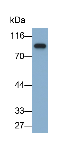 Polyclonal Antibody to Heat Shock Protein 90kDa Beta 1 (HSP90b1)