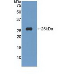 Polyclonal Antibody to Tumor Necrosis Factor Ligand Superfamily, Member 14 (TNFSF14)