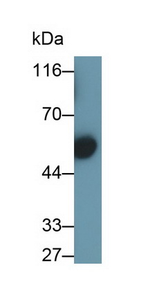 Polyclonal Antibody to Immunoglobulin G3 (IgG3)