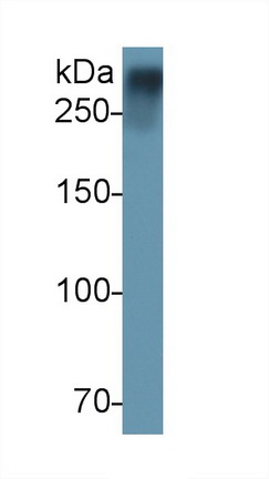 Polyclonal Antibody to Von Willebrand Factor (vWF)