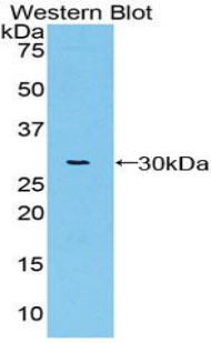 Polyclonal Antibody to Von Willebrand Factor A Domain Containing Protein 1 (vWA1)