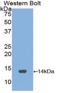 Polyclonal Antibody to Gonadotropin Releasing Hormone (GnRH)