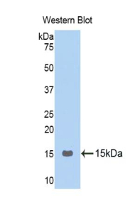 FITC-Linked Polyclonal Antibody to Gonadotropin Releasing Hormone (GnRH)