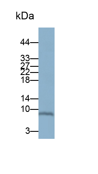 Polyclonal Antibody to Gonadotropin Releasing Hormone (GnRH)