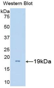 PAA843Mu81.jpg