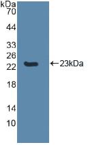 Polyclonal Antibody to Caspase 8 (CASP8)