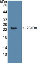 Polyclonal Antibody to Caspase 8 (CASP8)