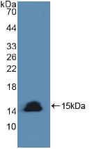 Polyclonal Antibody to Caspase 8 (CASP8)