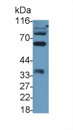 PAA853Ra01.jpg