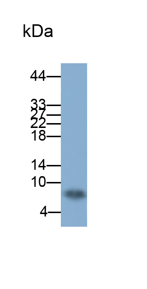 Polyclonal Antibody to Clara Cell Protein 16 (CC16)