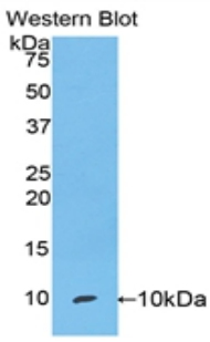 Polyclonal Antibody to Clara Cell Protein 16 (CC16)