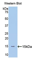 Biotin-Linked Polyclonal Antibody to Mannose Associated Serine Protease 2 (MASP2)