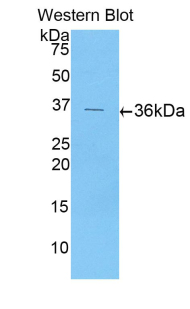 PAA860Hu01.jpg