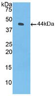 Polyclonal Antibody to Complement Component 3 (C3)