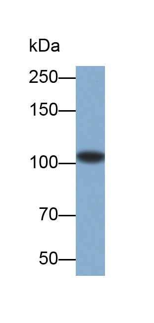 Polyclonal Antibody to Complement Component 3 (C3)