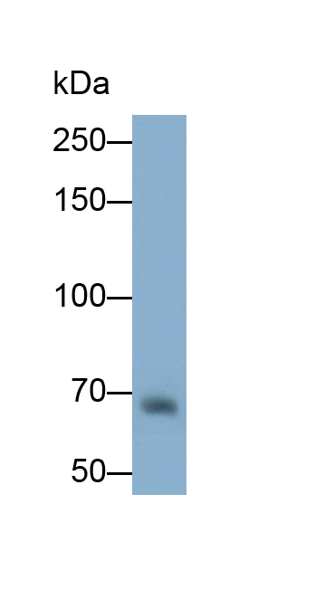 Polyclonal Antibody to Complement Component 3 (C3)