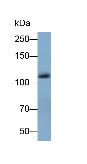 Polyclonal Antibody to Complement Component 3 (C3)