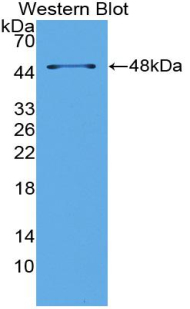 PAA867Mu01.jpg