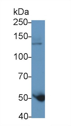 Polyclonal Antibody to Endothelial NOS (eNOS)