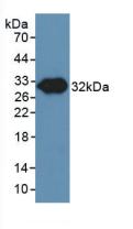 Polyclonal Antibody to Endothelial NOS (eNOS)