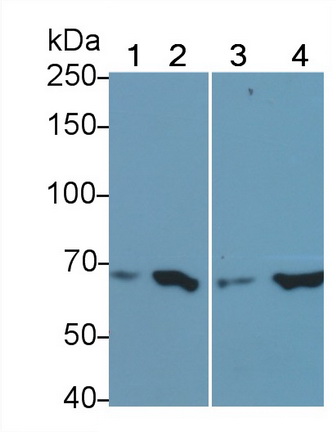 Polyclonal Antibody to Endothelial NOS (eNOS)