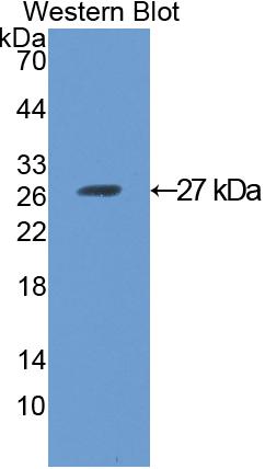 Polyclonal Antibody to Angiopoietin-3 (ANG-3)