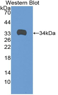 Polyclonal Antibody to Angiopoietin-3 (ANG-3)