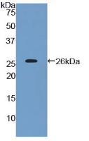 PAA880Hu01.jpg