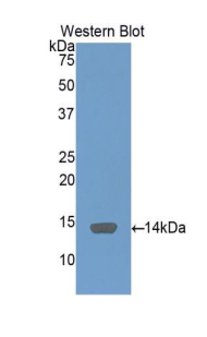 PAA885Hu01.jpg