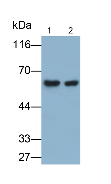 Polyclonal Antibody to Peroxisome Proliferator Activated Receptor Gamma (PPARg)