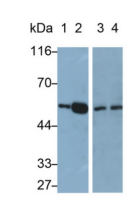 PAA886Mu02.jpg