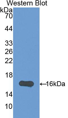 Biotin-Linked Polyclonal Antibody to Peroxisome Proliferator Activated Receptor Gamma (PPARg)