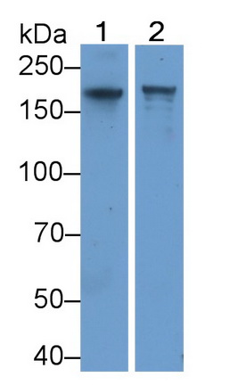 PAA888Hu02.jpg