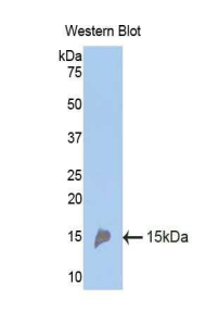 Polyclonal Antibody to Renin (REN)