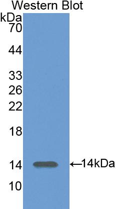 Polyclonal Antibody to Renin (REN)