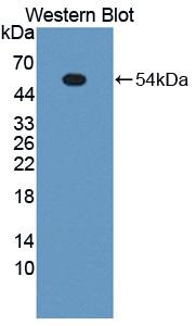 Polyclonal Antibody to Pulmonary Surfactant Associated Protein A1 (SFTPA1)
