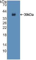 PAA895Hu02.jpg