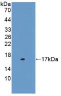 Polyclonal Antibody to Cystatin C (Cys-C)