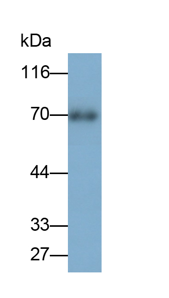 Polyclonal Antibody to Osteopontin (OPN)