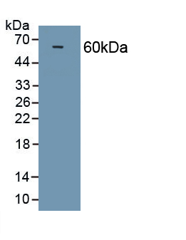 PAA899Po01.jpg