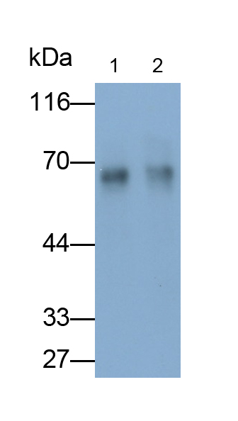 Polyclonal Antibody to Osteopontin (OPN)