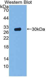 PAA902Mu01.jpg