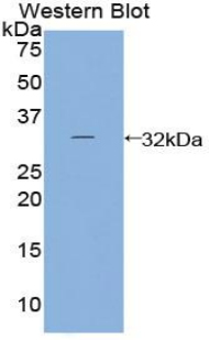 Polyclonal Antibody to Prostaglandin E Synthase 2 (PTGES2)