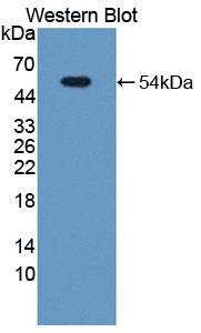 Polyclonal Antibody to Dihydrolipoyl Dehydrogenase (DLD)