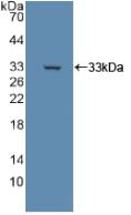 Polyclonal Antibody to Dihydrolipoyl Dehydrogenase (DLD)