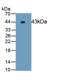 Polyclonal Antibody to Extracellular Signal Regulated Kinase 2 (ERK2)