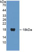 Polyclonal Antibody to Peroxisome Proliferator Activated Receptor Alpha (PPARa)